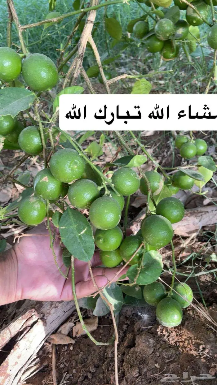 ليمون ابو زهير 0