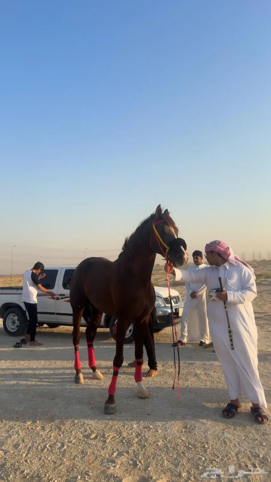 حصان فرنسي مستورد قطر دماء ابطال 0