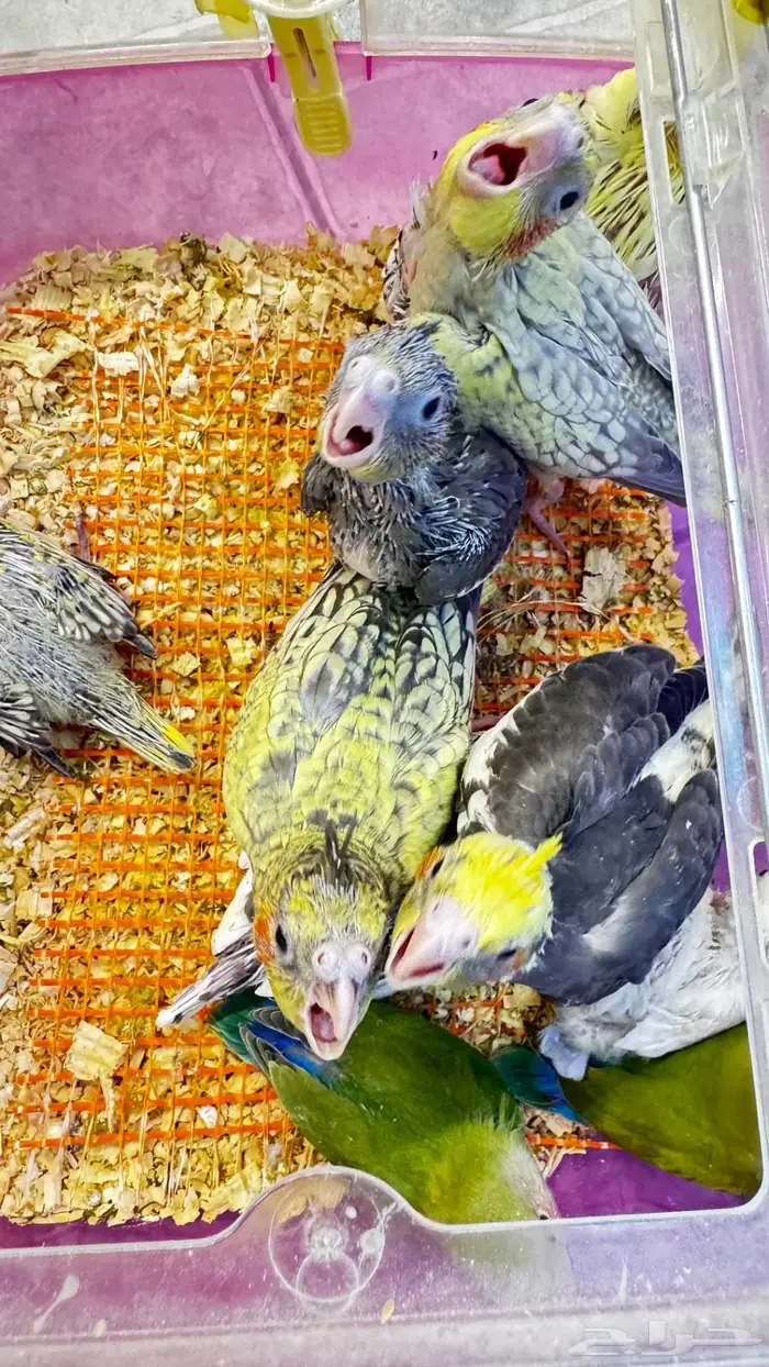 فروخ كروان وروز 0