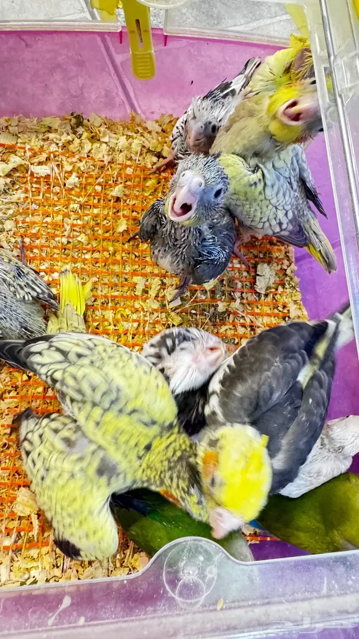 فروخ كروان وروز 1