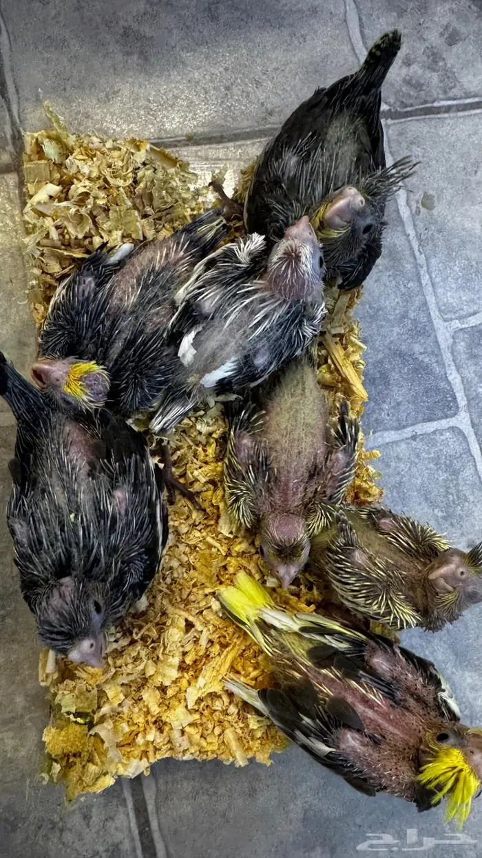 فروخ كروان وروز 2