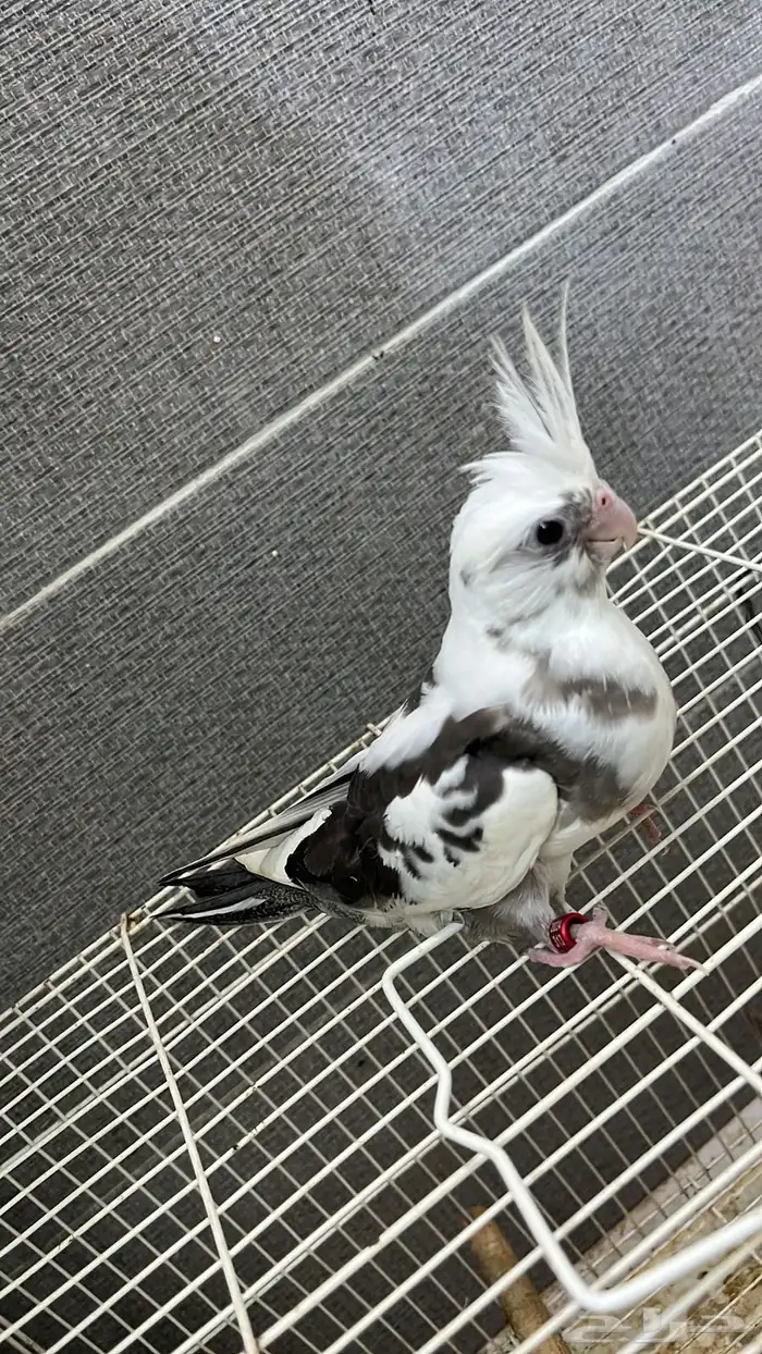 كروان غرر اللف هدد 1