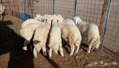 ذبائح مع التوصيل الاعلى تقييم وجوده في الموقع 17