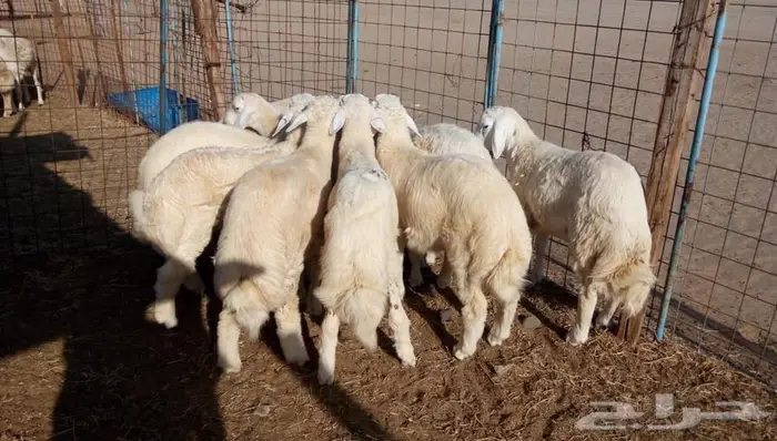ذبائح مع التوصيل الاعلى تقييم وجوده في الموقع 17