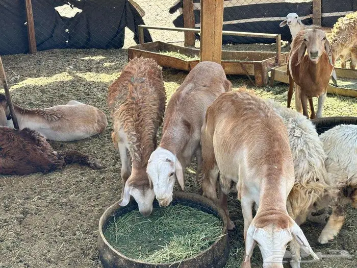 20 راس سواكن جدعان مرابي 4 اشهر جبر اكلها شعير وبرسيم 0