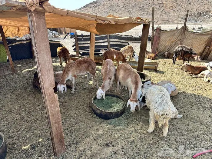 20 راس سواكن جدعان مرابي 4 اشهر جبر اكلها شعير وبرسيم 1