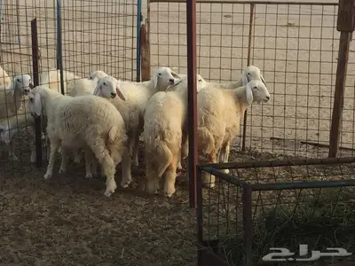 ذبائح مع التوصيل الاعلى تقييم وجوده في الموقع 24