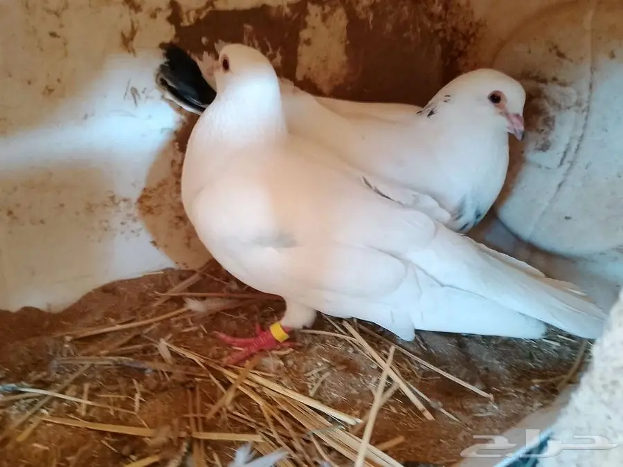 ازواج لحمام للبيع 2