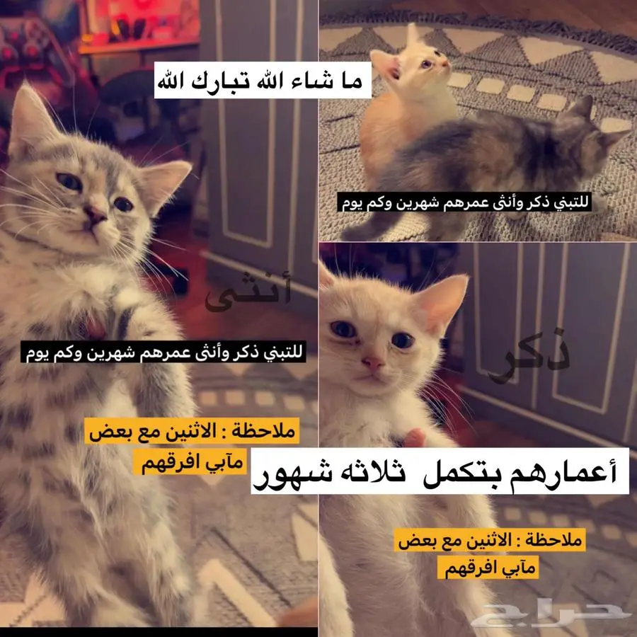 التبني قطط 0