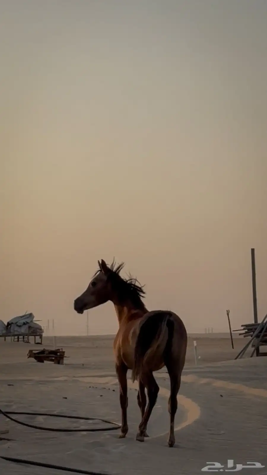 مهر للبيع 3