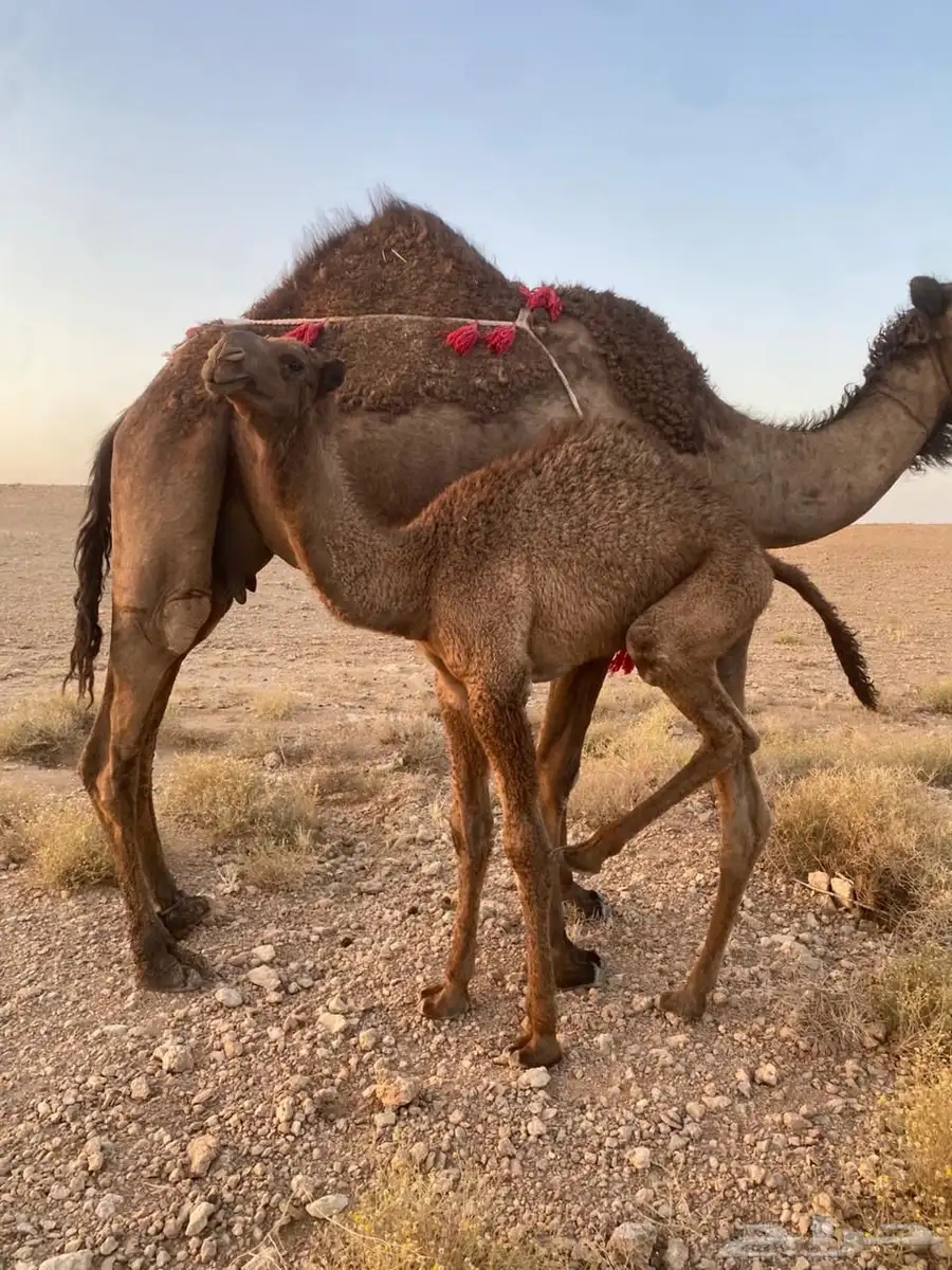 ناقه خلفه 1