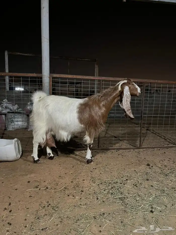 عنز حليب تامه 0