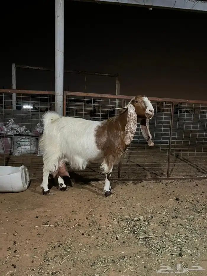 عنز حليب تامه 2