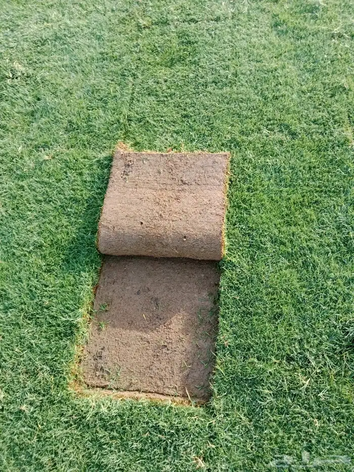 نجيل طبيعي 1