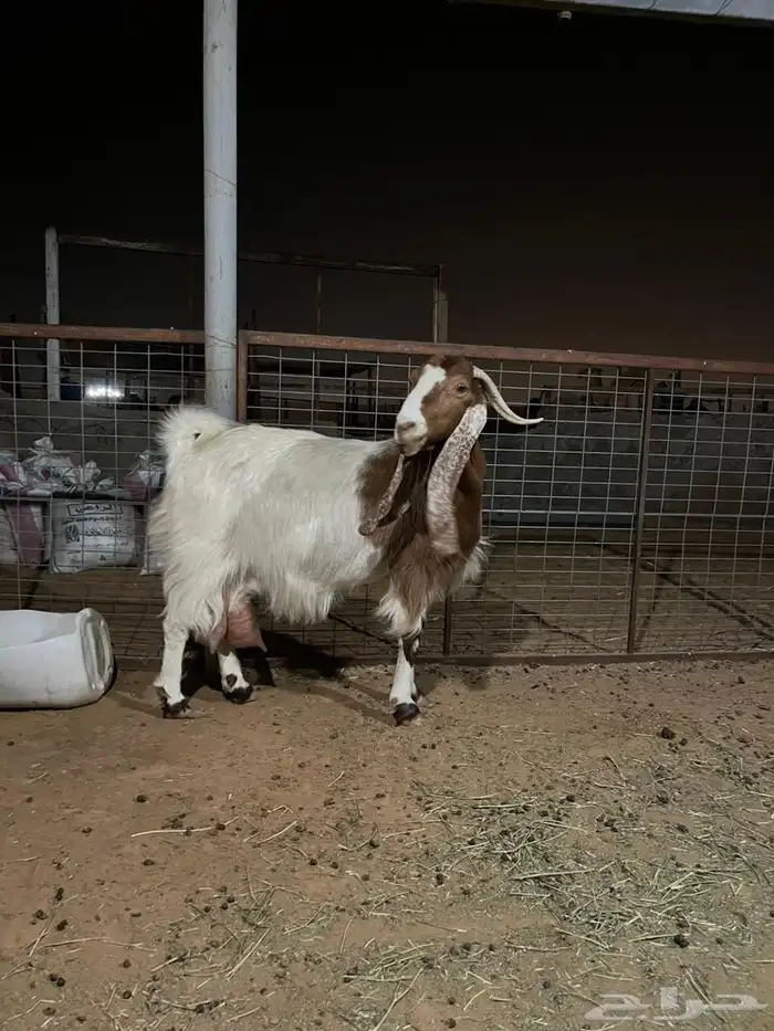 عنز حليب تامه 1