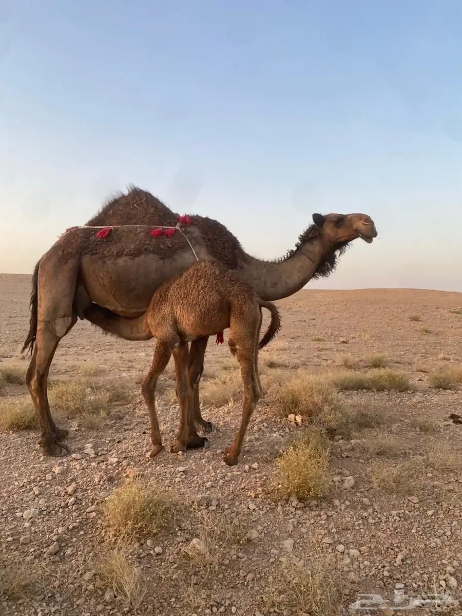 ناقه خلفه 0
