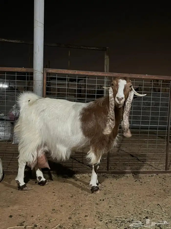 عنز حليب تامه 3