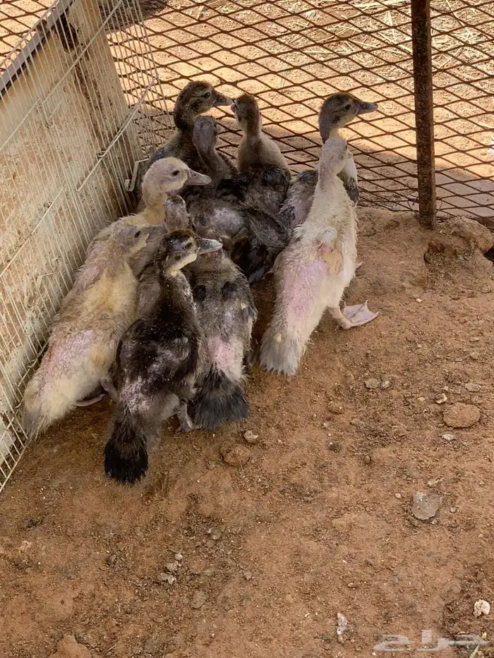 صوص بح 1