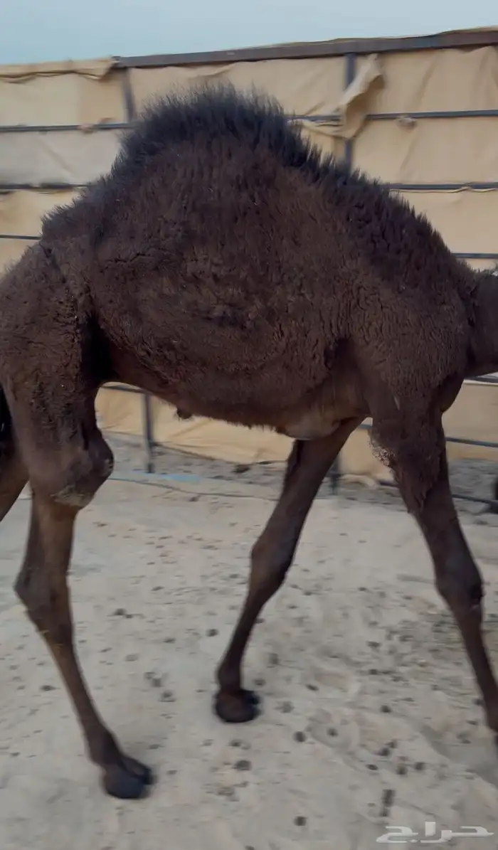 حوار فل مجهم تم البيع 0