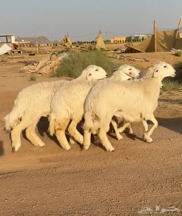 رخال حريات صنف فواخر 5 نوادر ((تمم البيعع)) 0