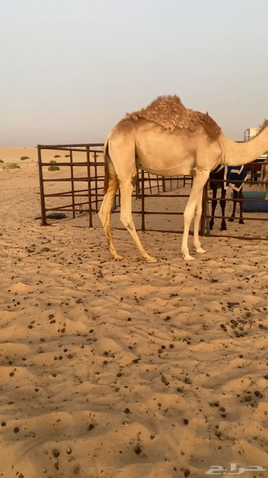 قعود مفرود 0