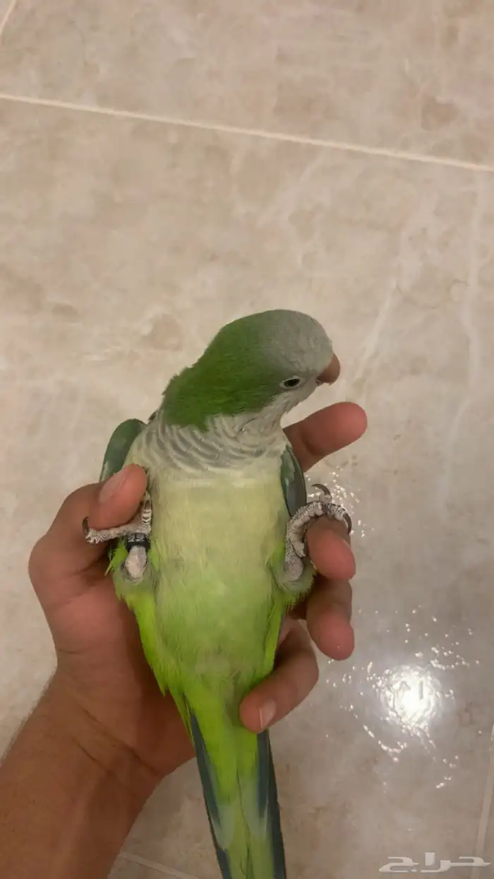 كويكر اليف 5