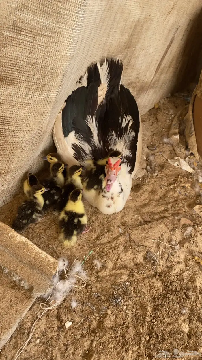بطه معها 7 طيور للبيع السعر (170) 3