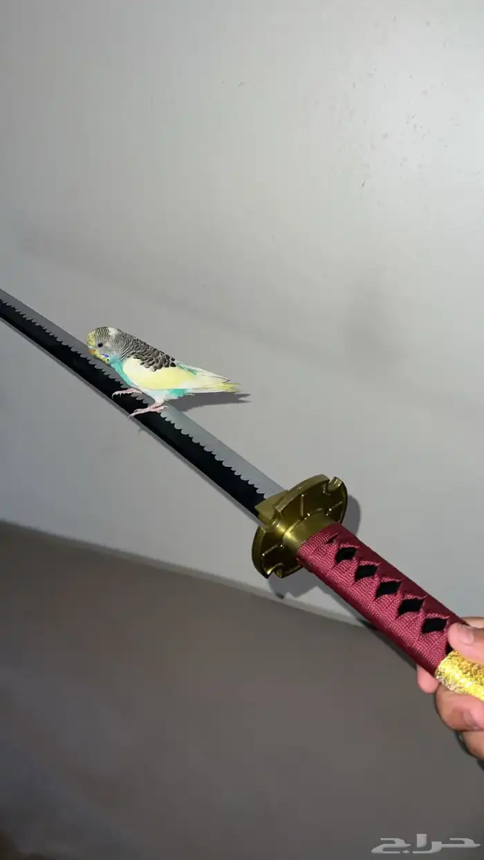 طيور بادجي للبيع 3