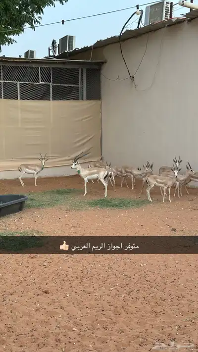 ريمي منتج عربي 0