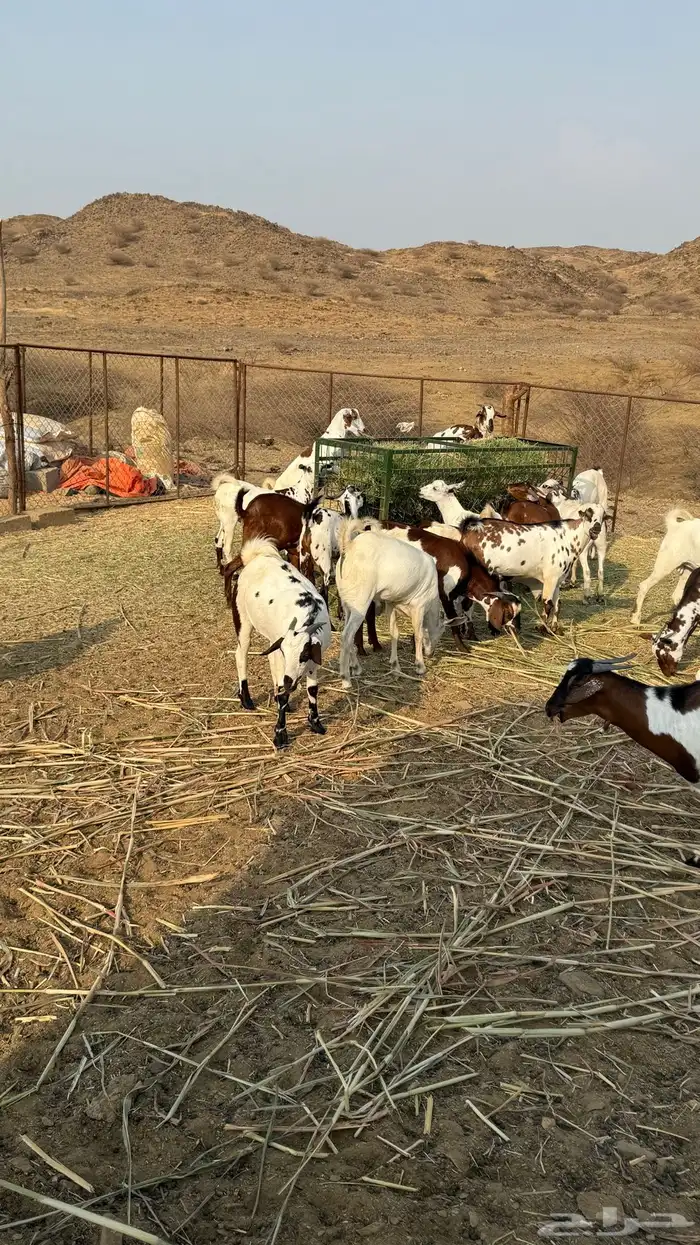تيوس مناسبات طيبه 0