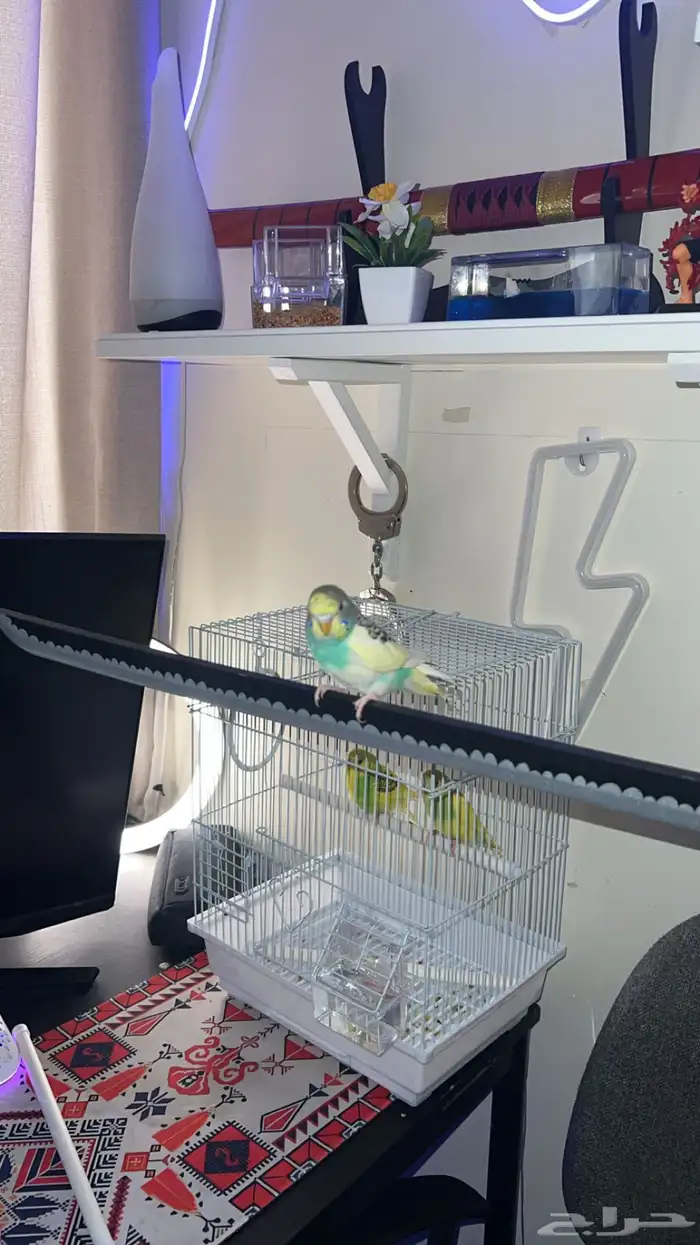 طيور بادجي للبيع 5