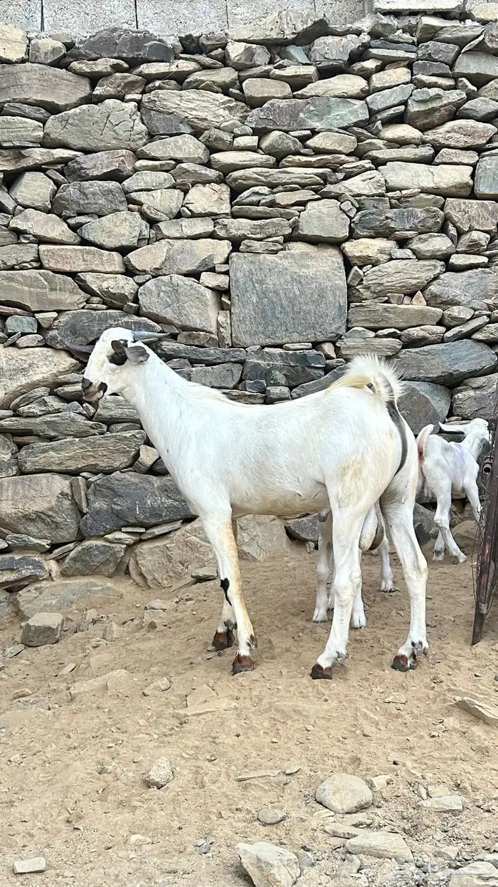 مشروع بيشي اكحل مذهب تم البيع 2