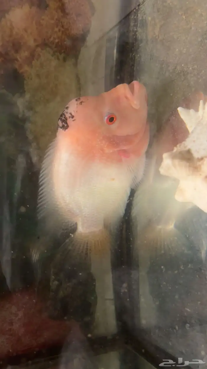 سمكة الفلور هورن حجم كبير 0