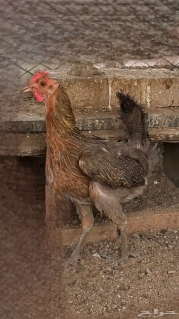 اعلان ديك ودجاجه فري عربي 3
