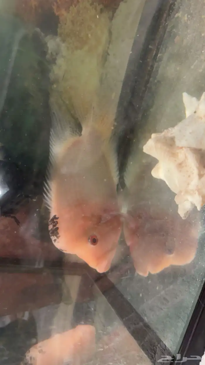 سمكة الفلور هورن حجم كبير 1