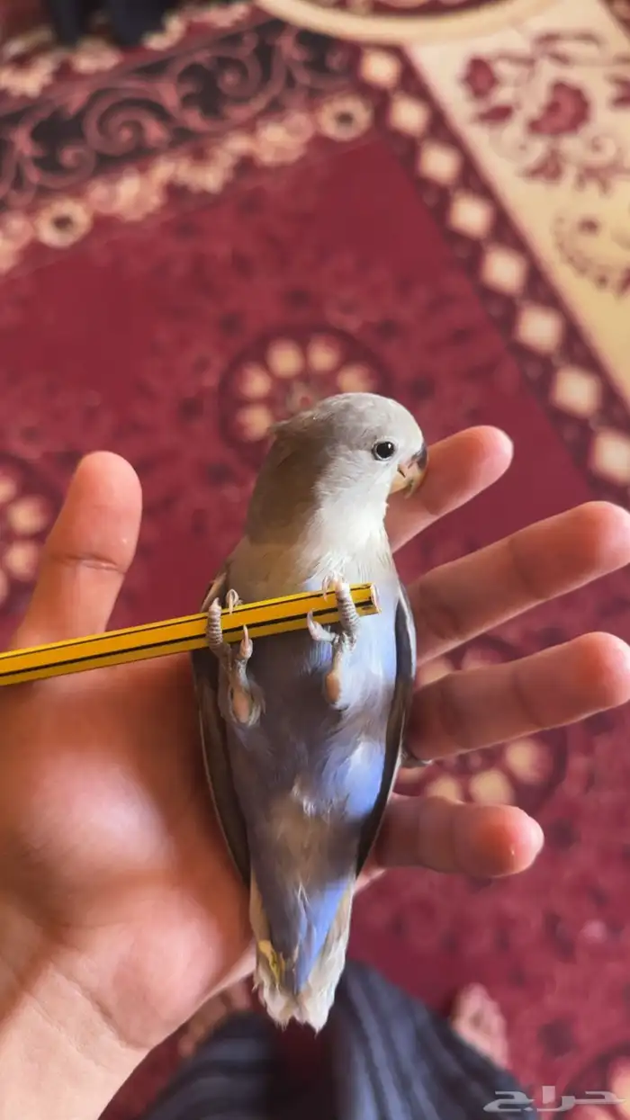 فرخ روز 1