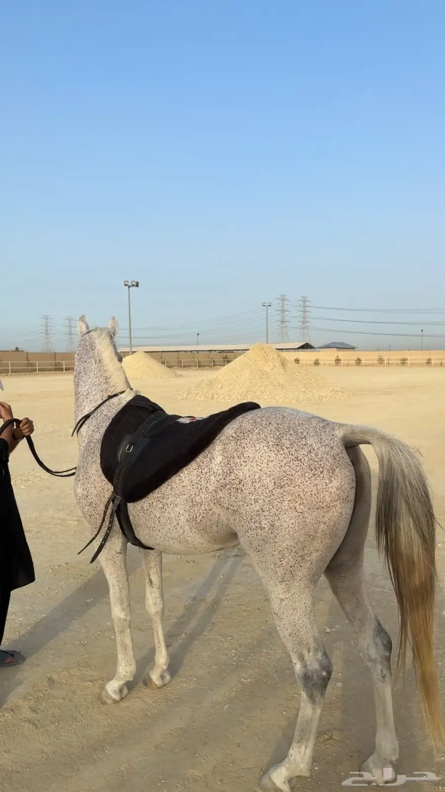 حصان شعبي 6