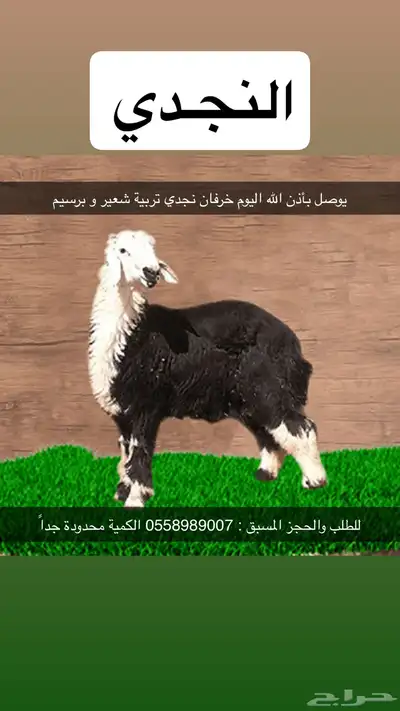 طليان نجدي 0