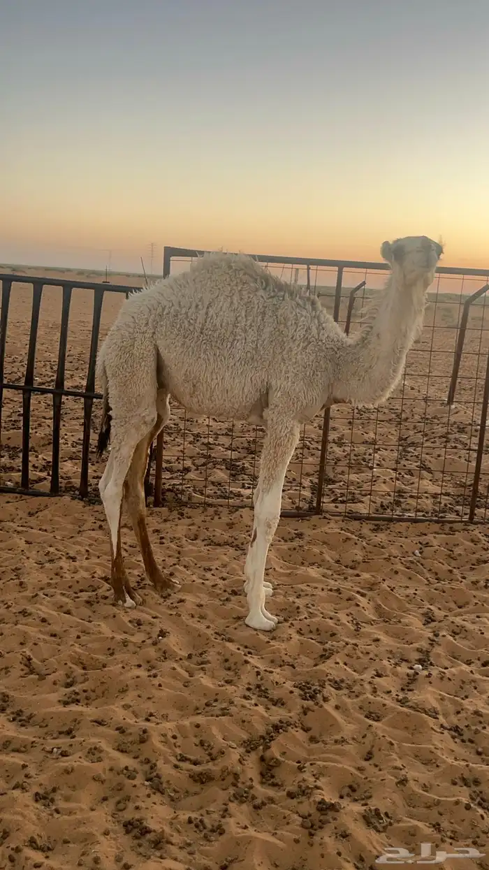 للبيع 2
