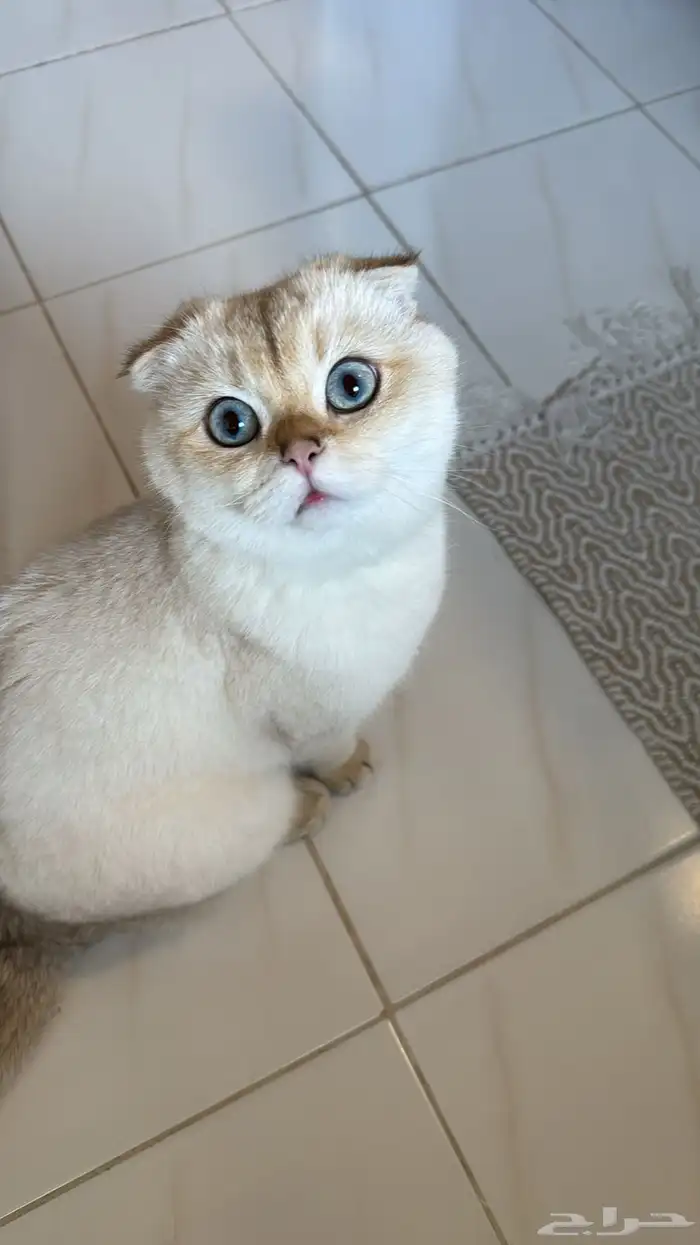 قط ذكر سكوتش فولد للتزاوج 2