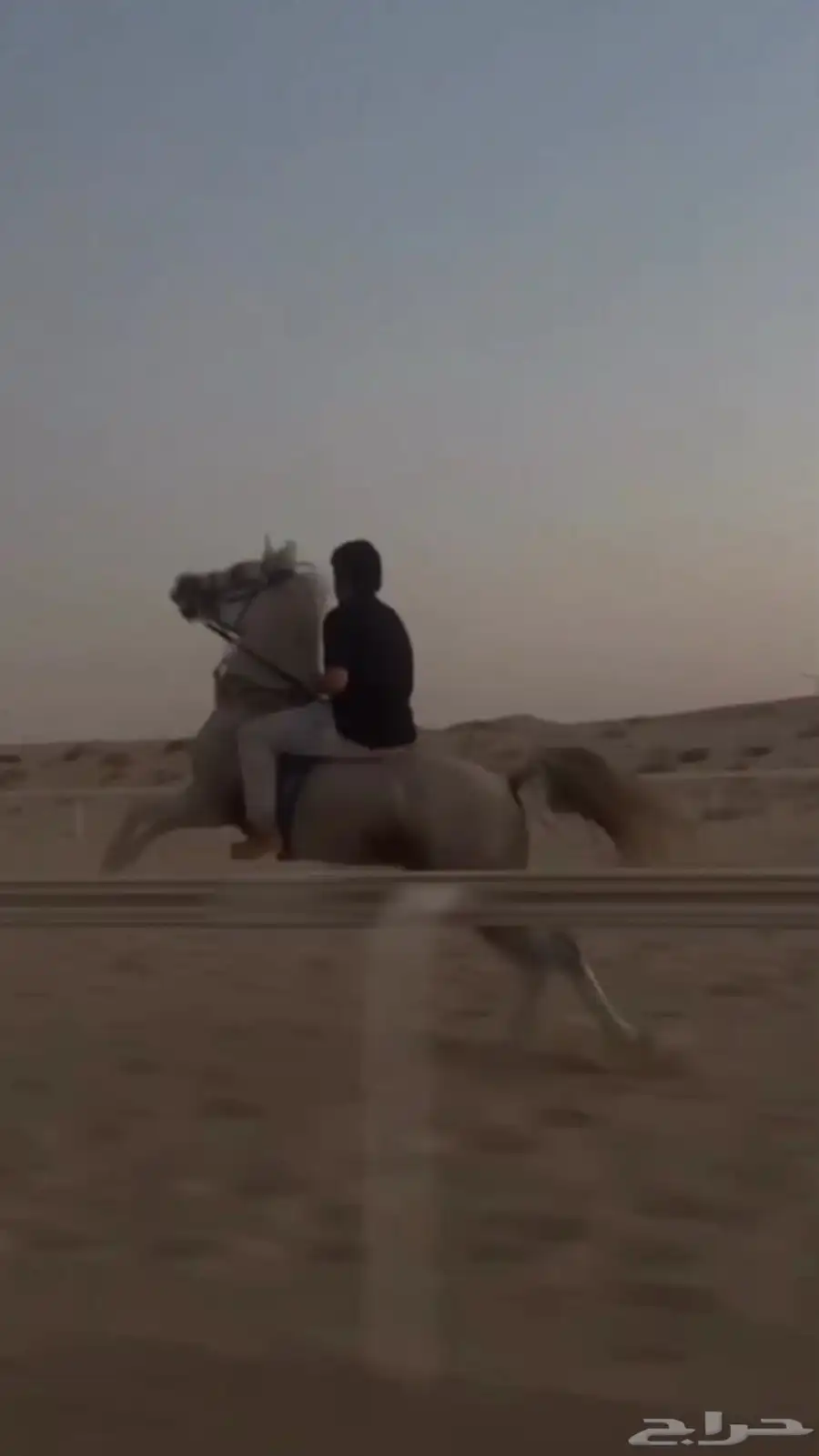 حصان شعبي 2
