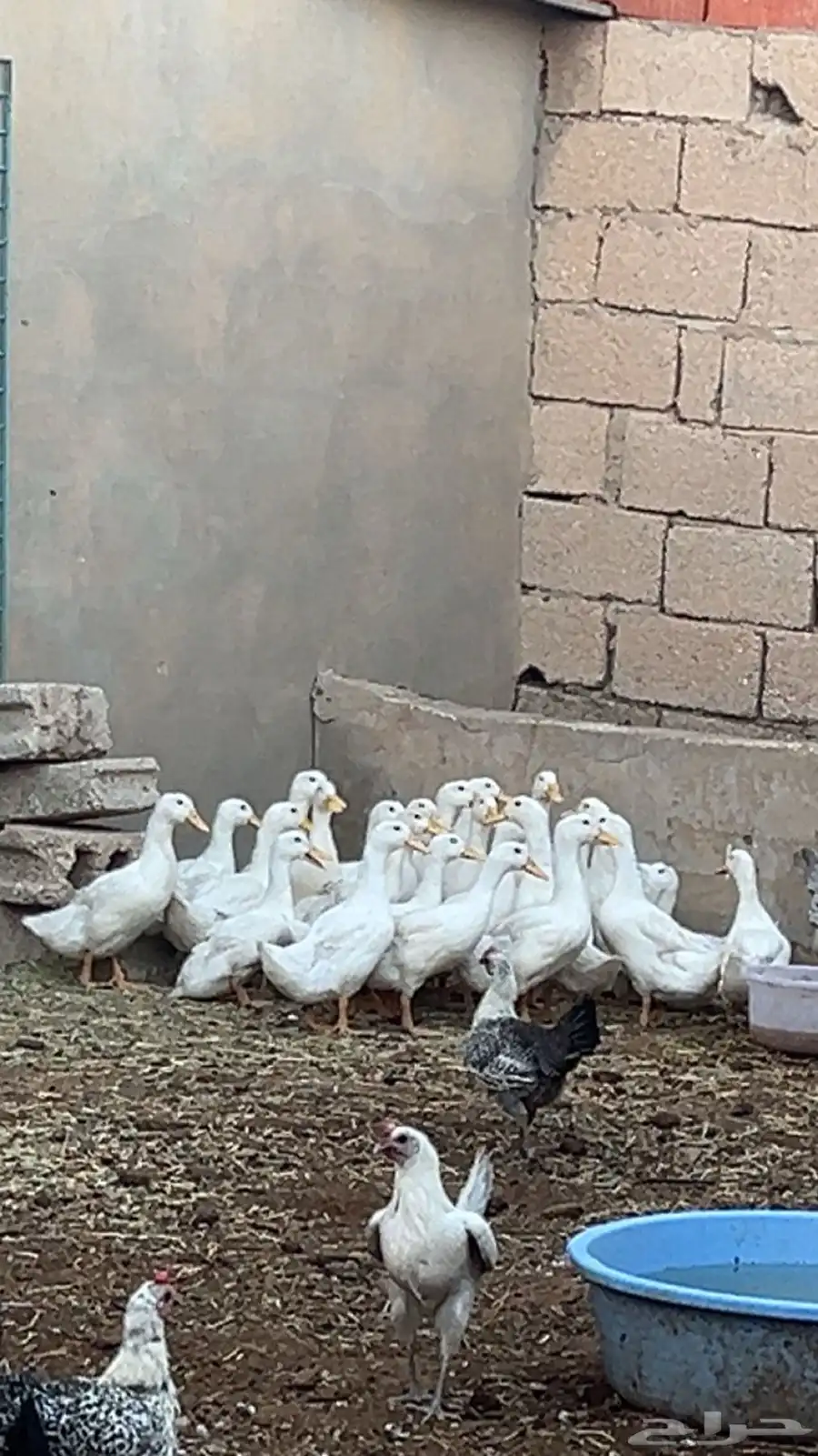 للبيع بط بكيني 1