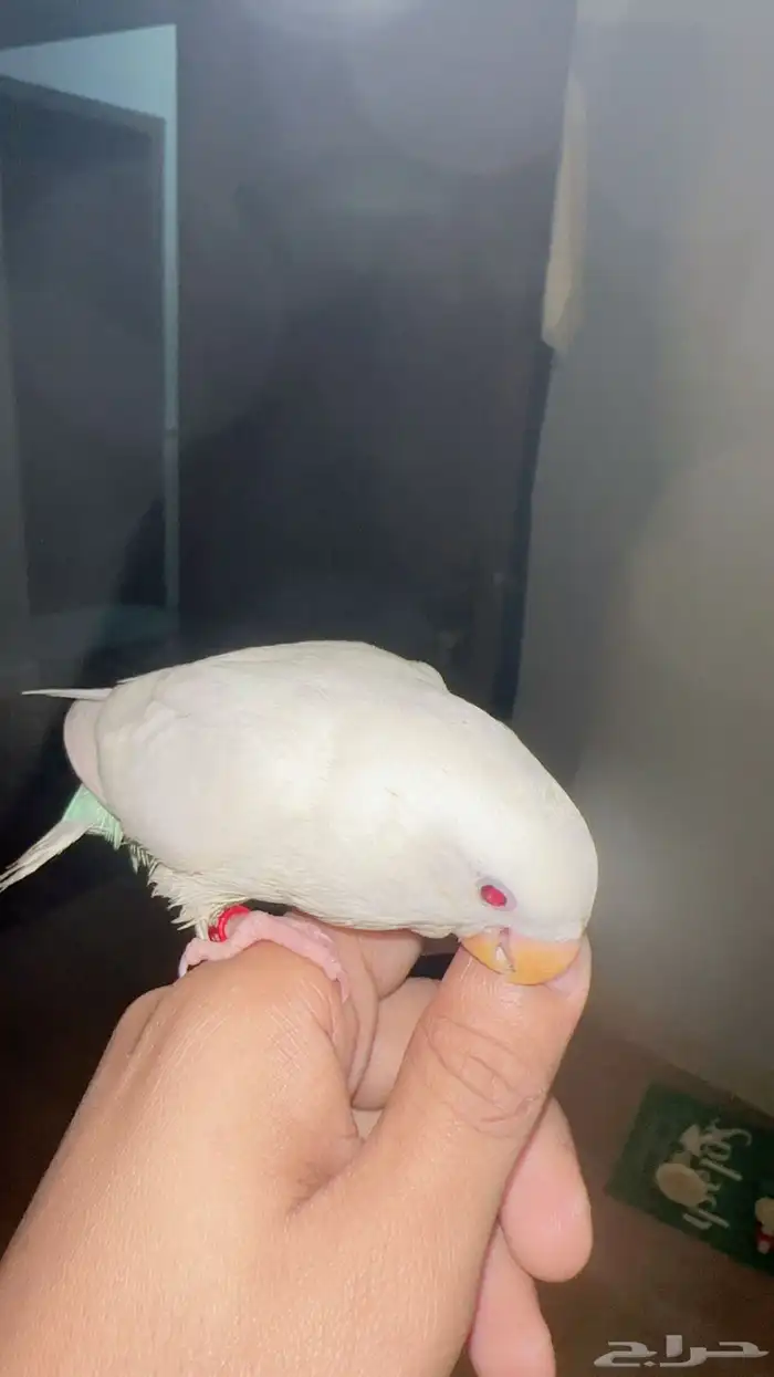 رزوز البينو 3