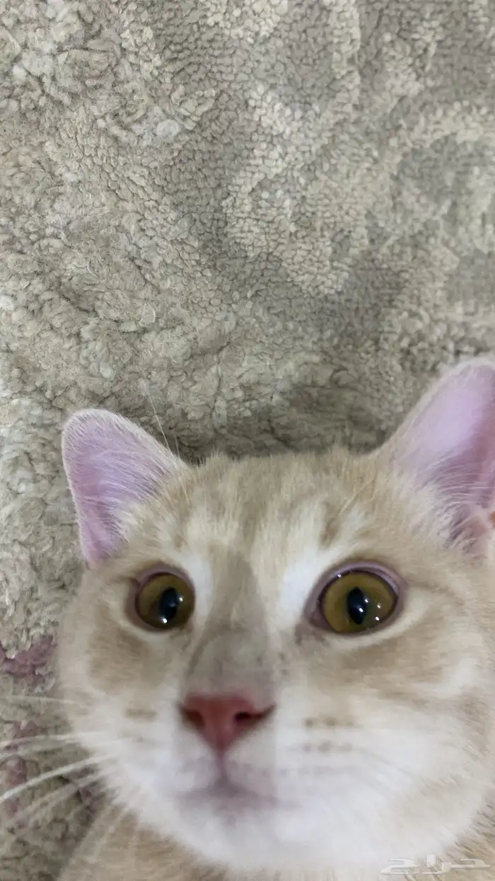 بسه طالبه تزاوج ذكر 3