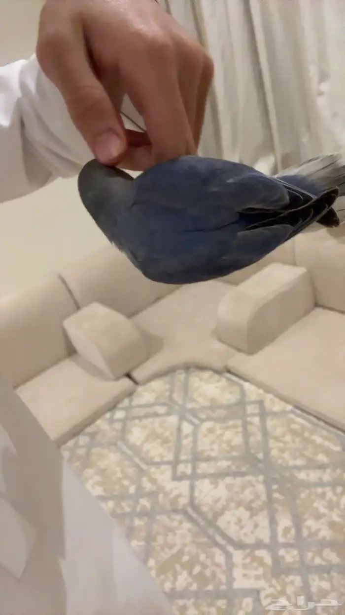 فرخ روز 2