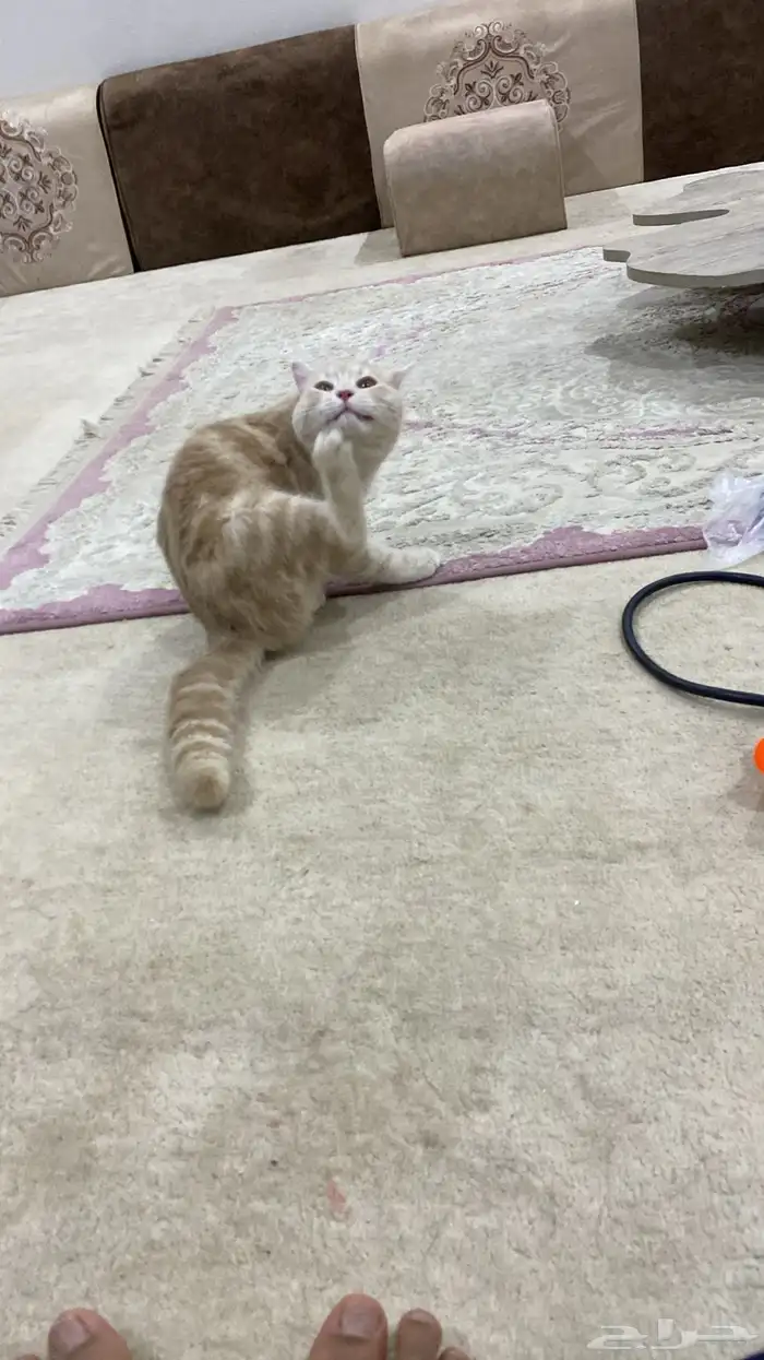 بسه طالبه تزاوج ذكر 2