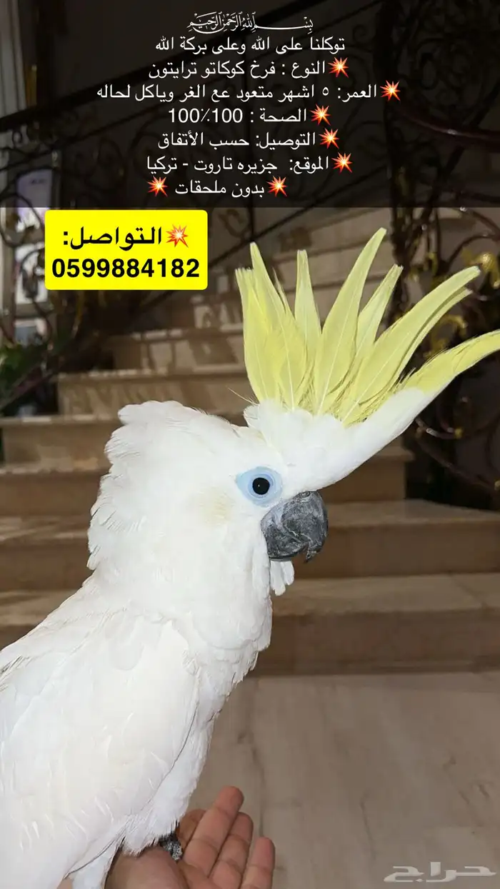 كوكاتو ترايتون 0