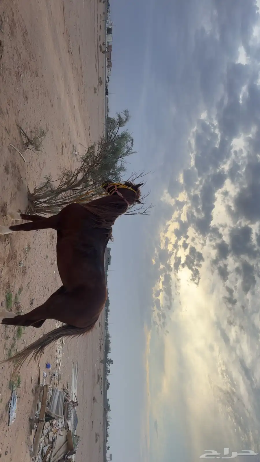 حصان شعبتي 1