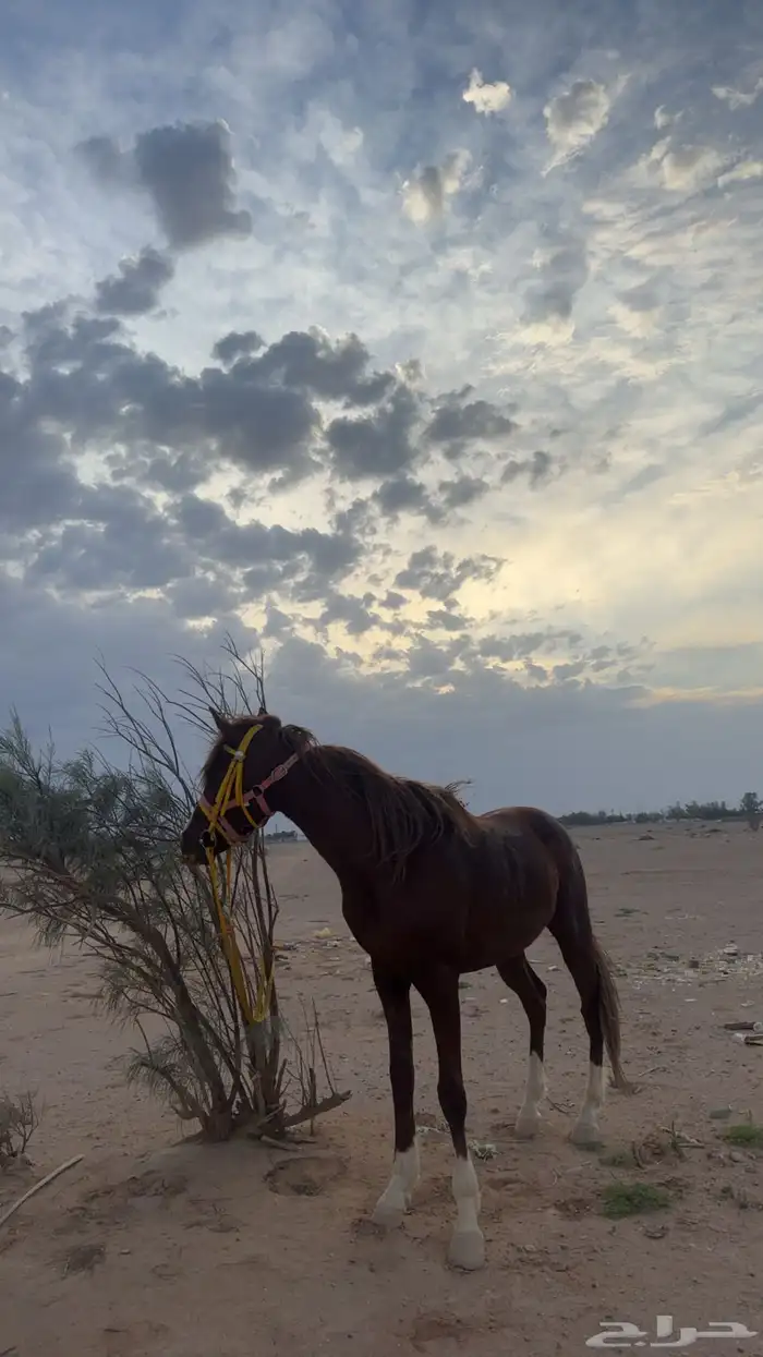 حصان شعبتي 0