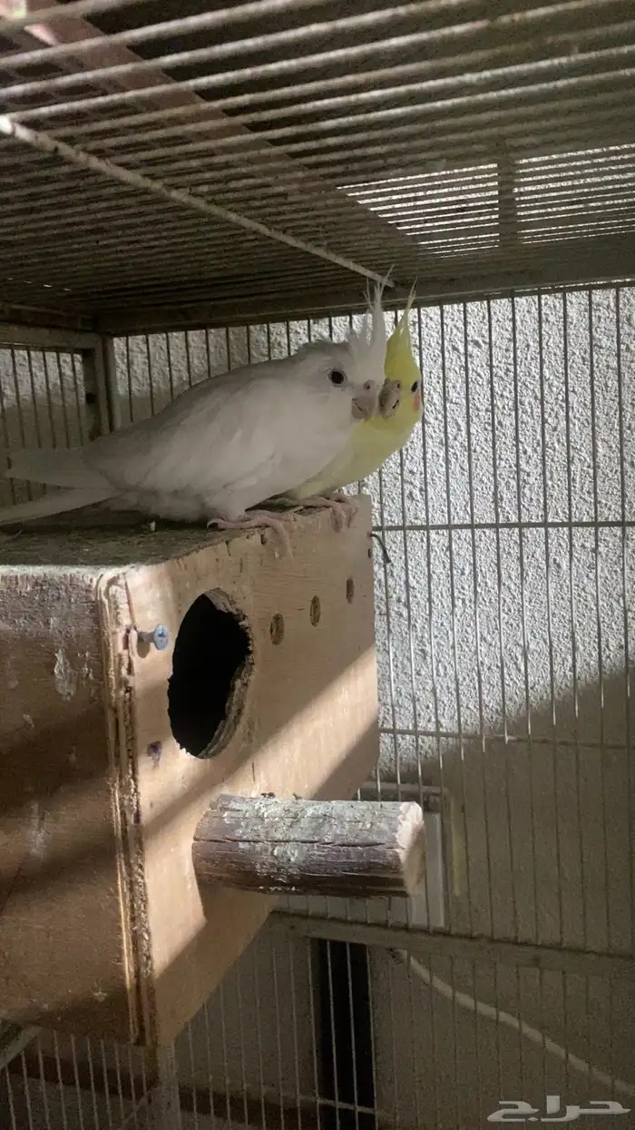 طيور كروان 0